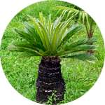 Экстракт карликовой пальмы - основной компонент препарата Со Пальметто